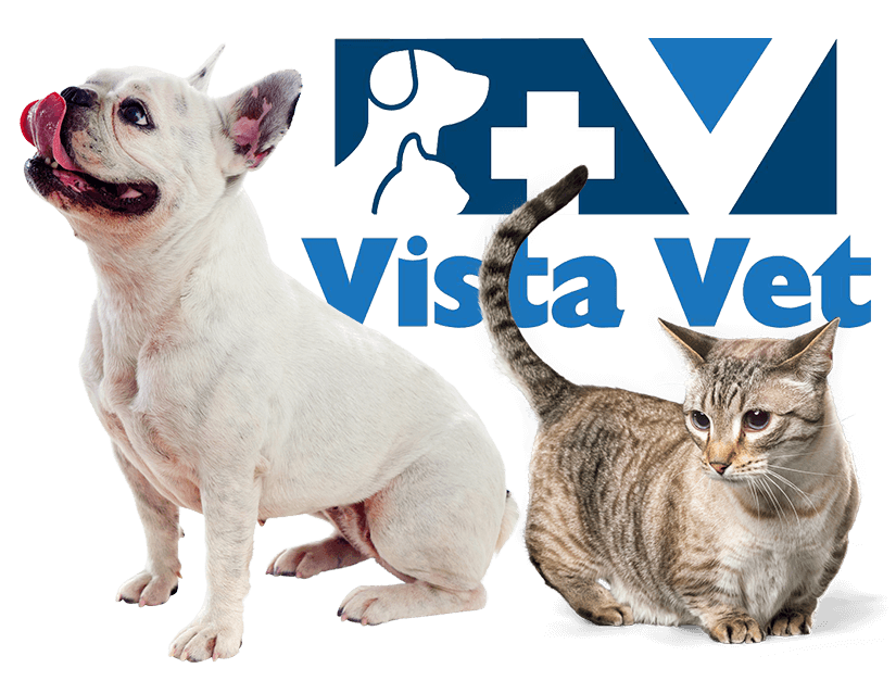 kitten sitting next to happy brown and white dog on transparent background