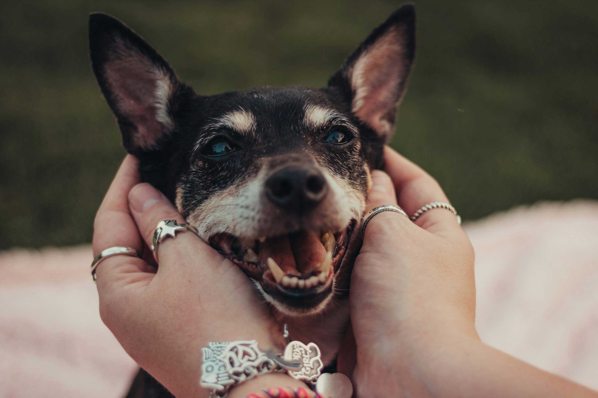 A black happy dog being pet