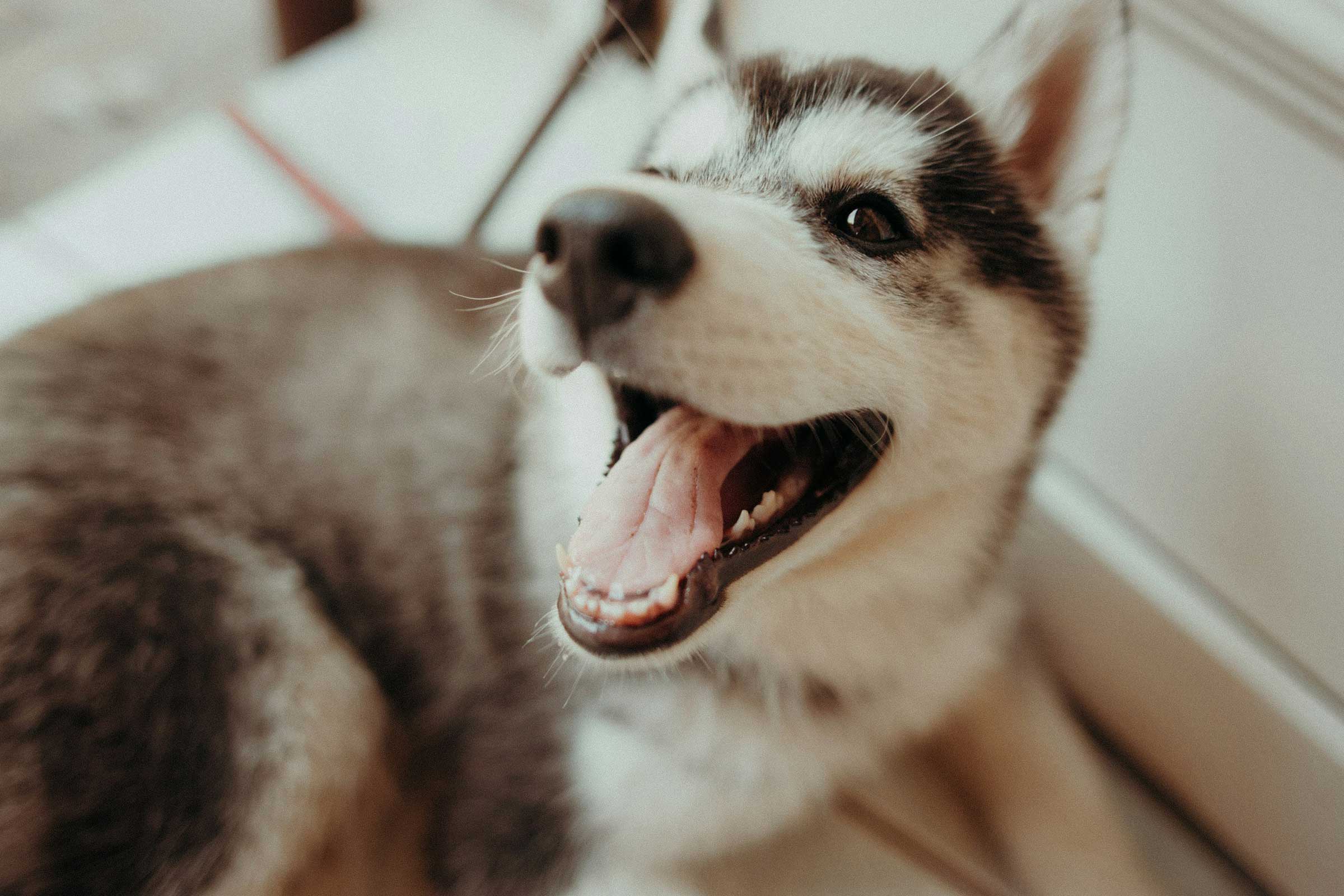 A happy Husky