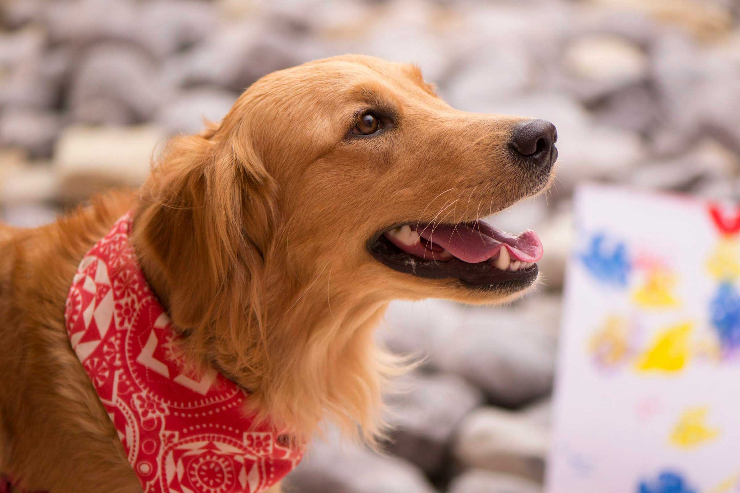 A happy medium coated brown dog