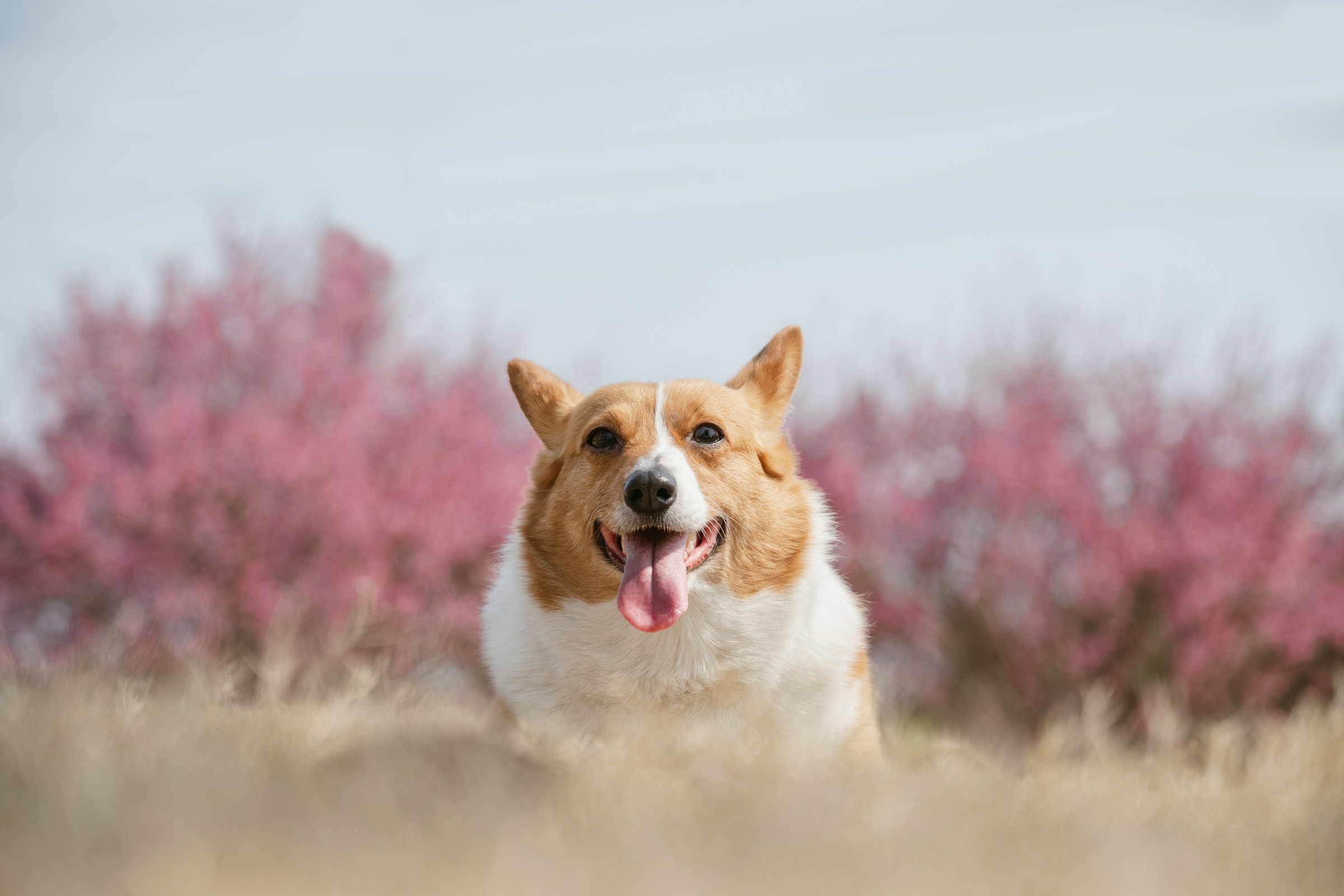A happy pet in the field