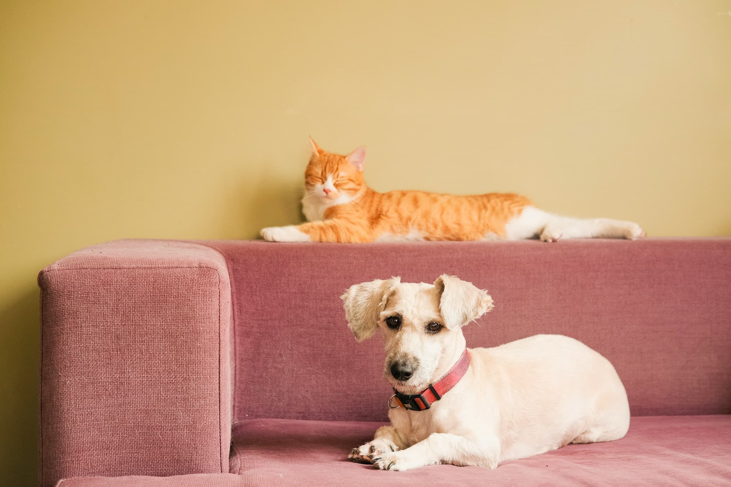 A dog sitting on pink couch next to a cat.