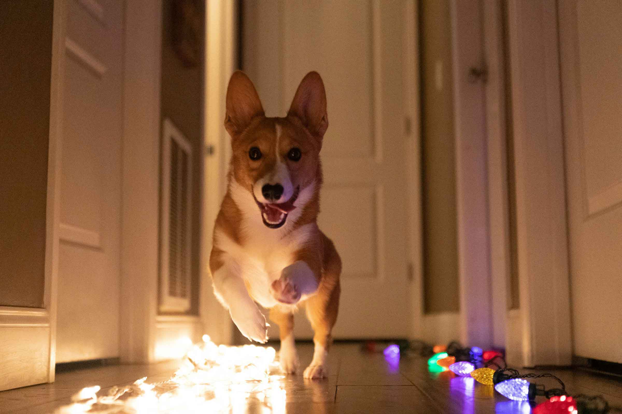 A brown Happy dog