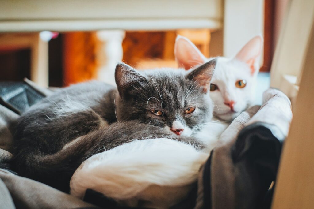 fuu-j-nQ94b_bn08o-unsplash Two cats laying in bed