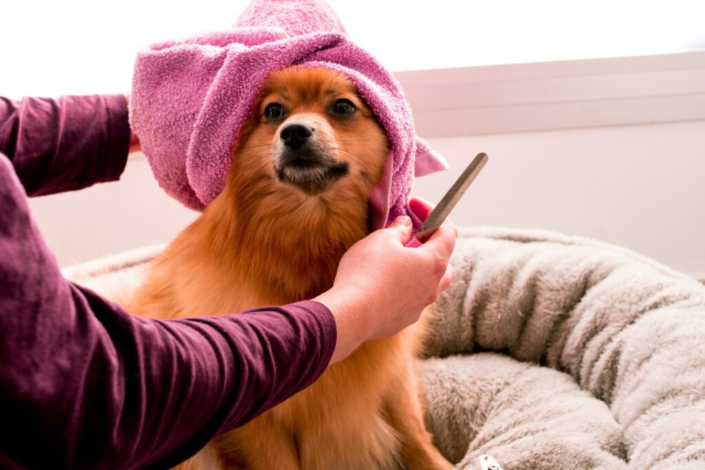 hayffield-l-ZVdZw2p08y4-unsplash A Cute Dog wearing a towel on head