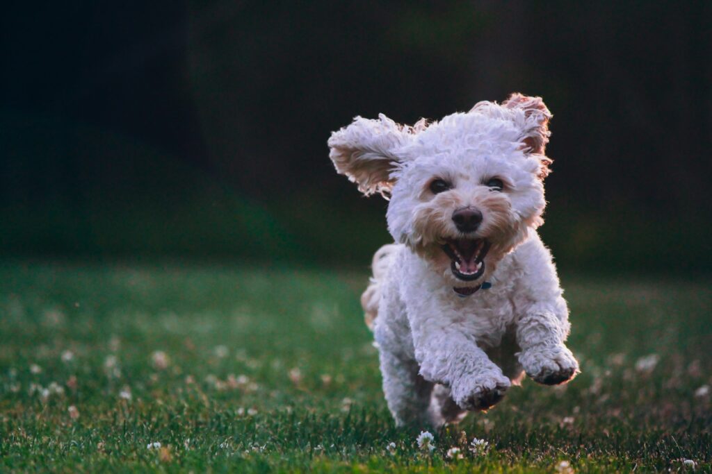 joe-caione-qO-PIF84Vxg-unsplash A small white dog running