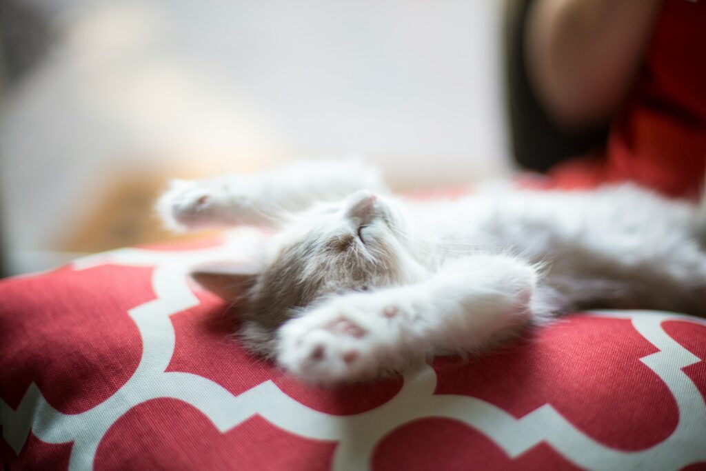 jonathan-fink-Sa1z1pEzjPI-unsplash kitten lying on red and white blanket
