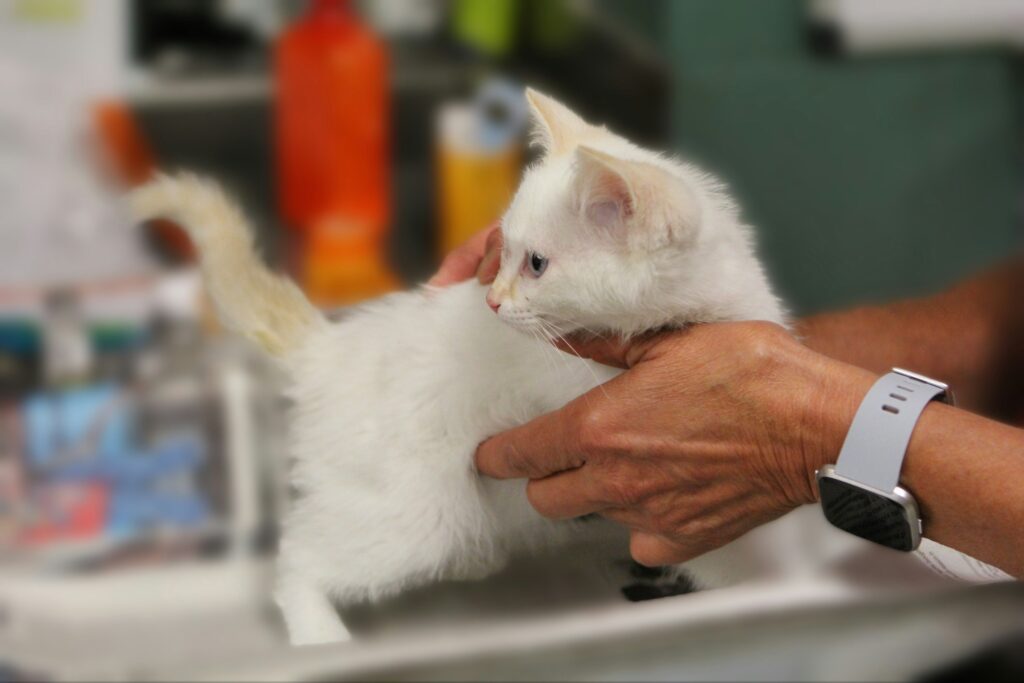 judy-beth-morris-qqT6nYoG5xg-unsplash White kitten in hands of vet