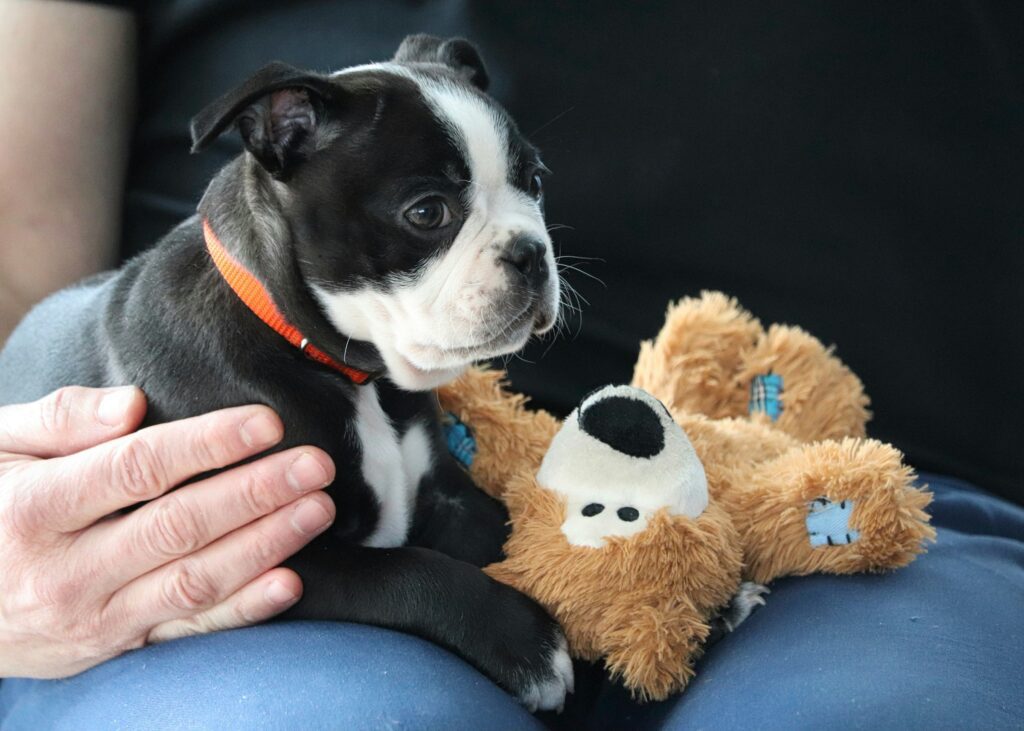 julie-marsh-AhVev7eQzaQ-unsplash A black dog with a teddy next to it