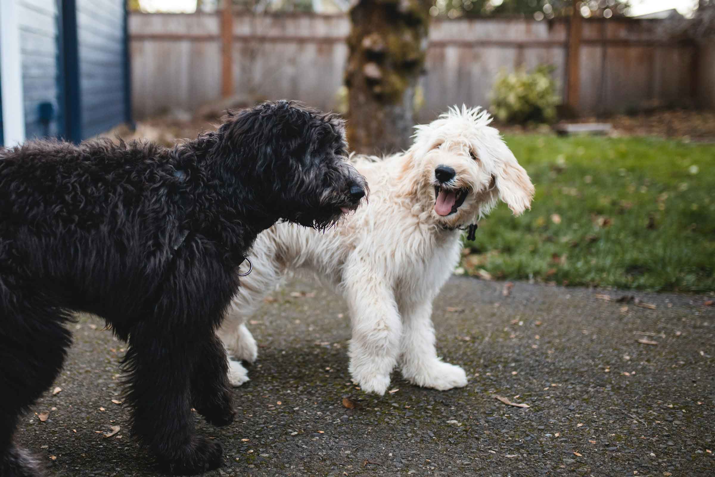 Two happy dogs