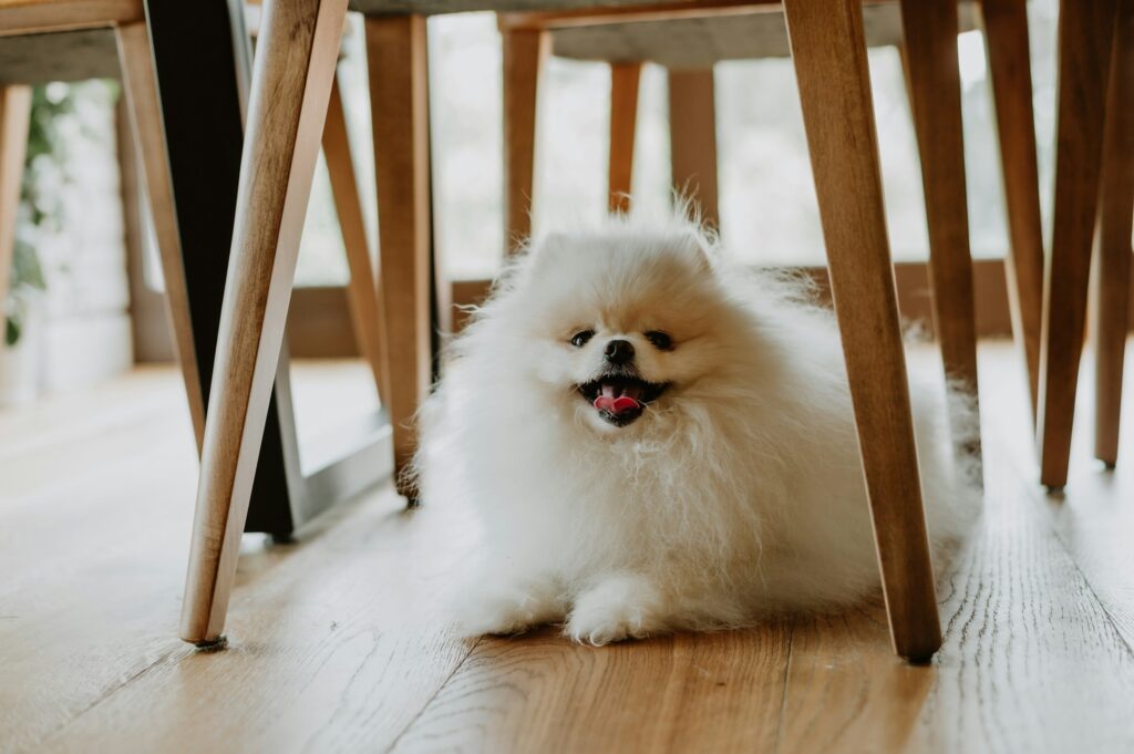 virginia-marinova-mp-wwoXDhTE-unsplash-min A white Pomeranian dog Sitting under chair