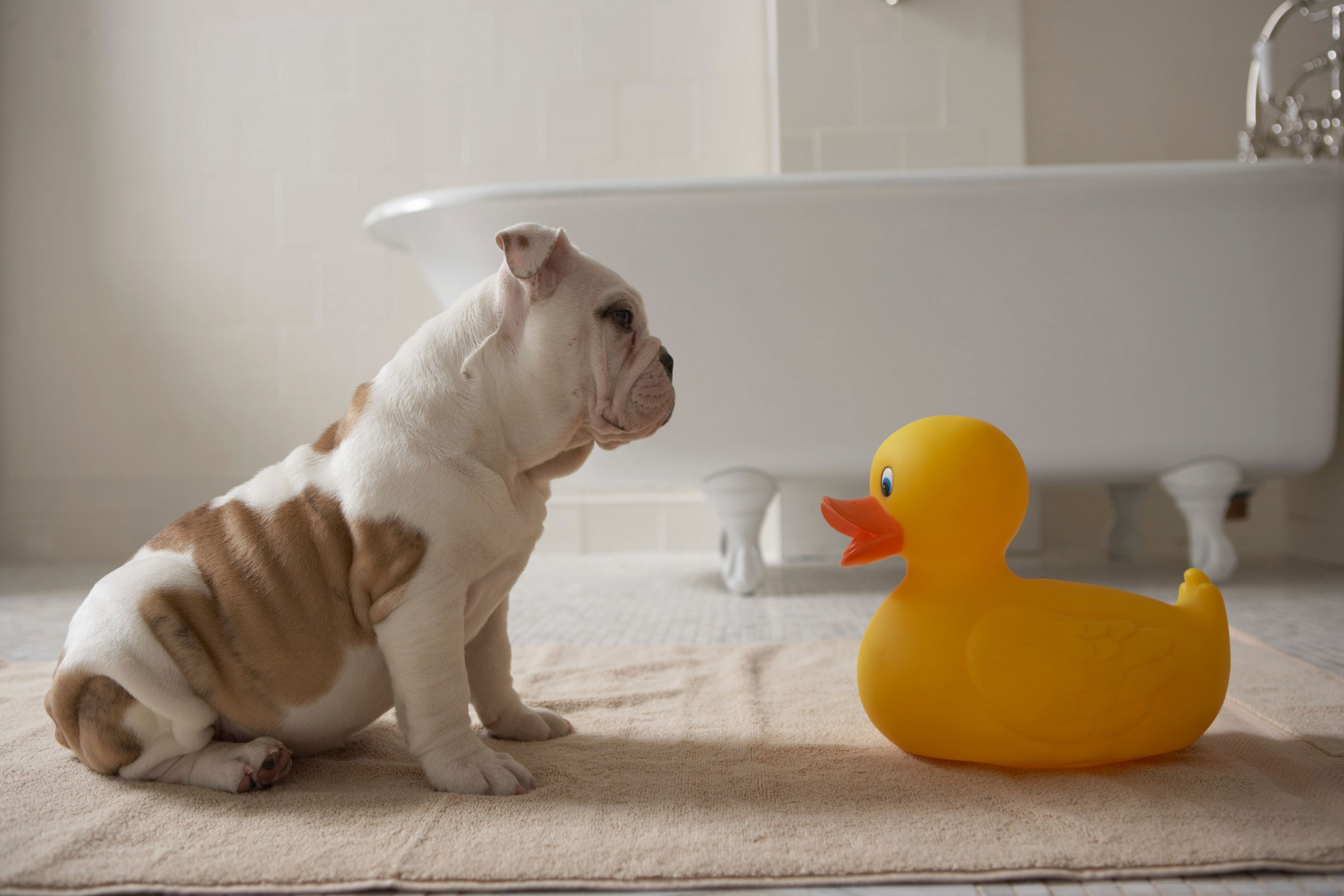A small puppy looking at a rubber duck